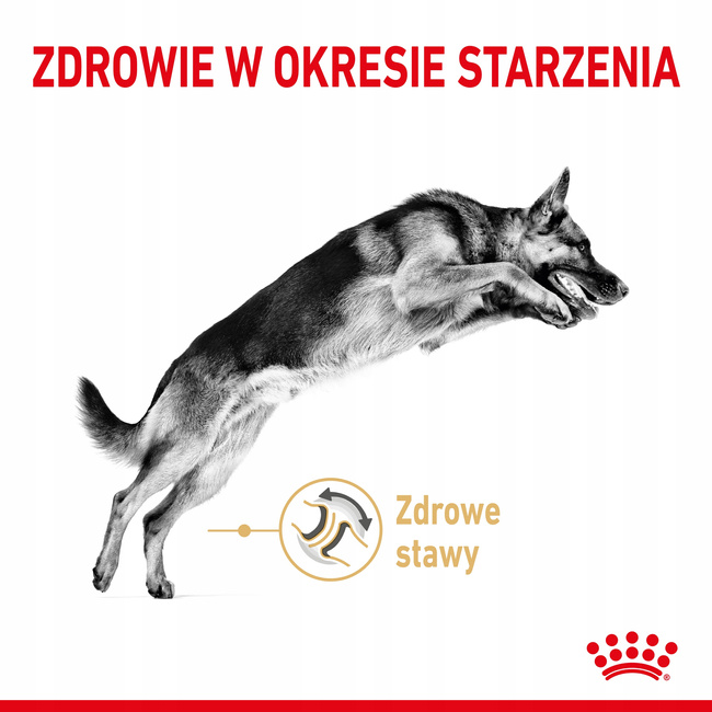 Royal Canin German Shepherd Adult 5+ karma sucha dla dorosłych psów 12 kg
