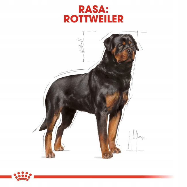 ROYAL CANIN Rottweiler Adult karma sucha dla psów dorosłych 12 kg