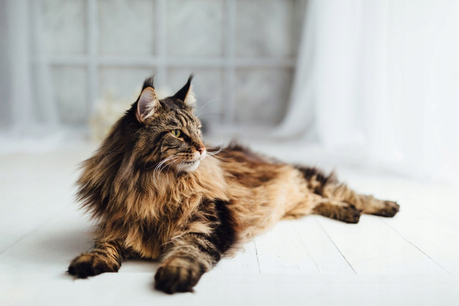 BIOFEED Euphoria Preparat na sierść i skórę dla kota 30ml