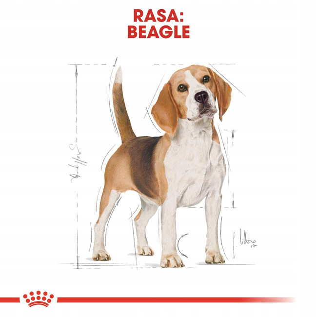ROYAL CANIN Beagle Adult karma sucha dla psów dorosłych rasy beagle 12 kg