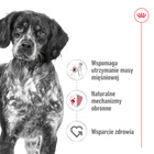 ROYAL CANIN Medium Adult karma mokra w sosie dla psów dorosłych 10 x 140 g