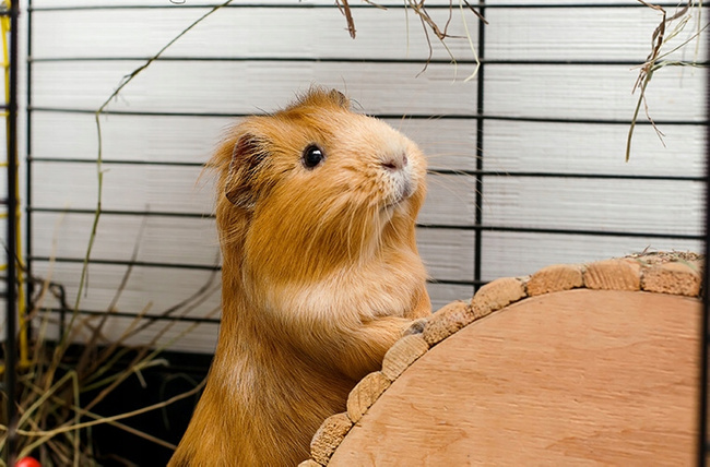 BIOFEED Euphoria Witaminy z grupy B dla gryzoni i królików 30ml