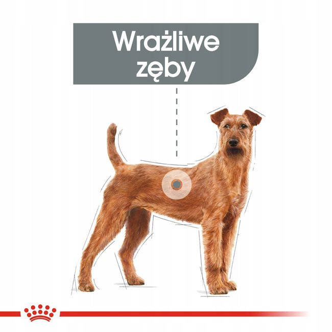ROYAL CANIN CCN Medium Dental Care karma sucha dla psów dorosłych 10 kg