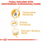 ROYAL CANIN Bengal Adult karma sucha dla kotów dorosłych rasy Bengal 2kg