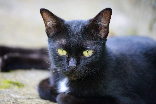 DOLINA NOTECI Premium Filet z Łososia karma mokra dla kota 10 x 85g