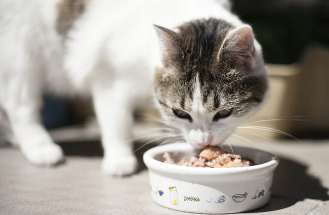 DOLINA NOTECI Premium Karma Mokra dla kota mix smaków 8 x 185 g bezzbożowa