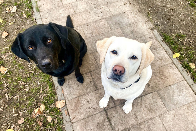 GRANDORF DOG MEDIUM&MAXI ADULT karma sucha dla psa Białoryby 1 kg