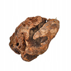 PETMEX Korzeń Wrzośca Naturalny Gryzak dla psa rozmiar M