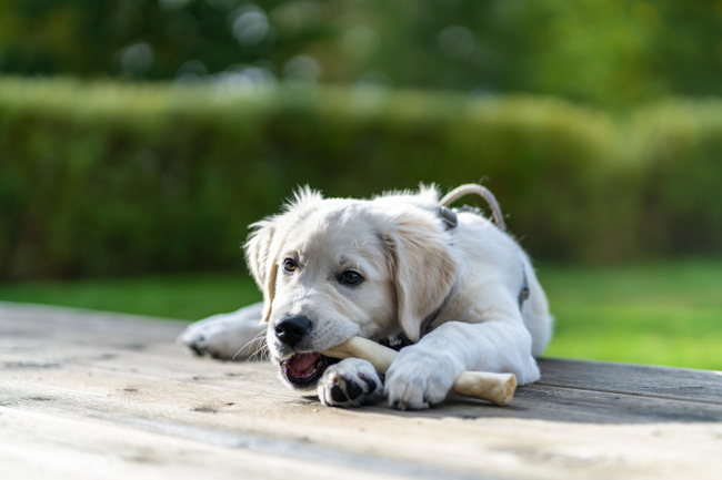 DOLINA NOTECI Żołądki Wieprzowe zdrowy przysmak dla psa 9 x 100g