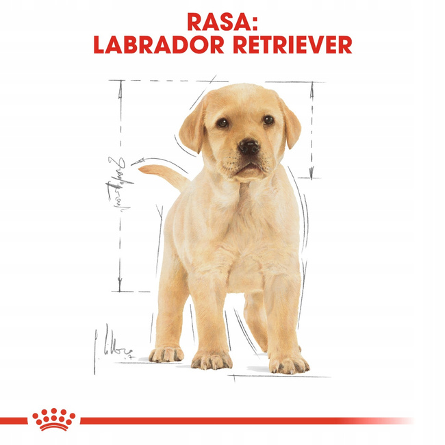 ROYAL CANIN Labrador Retriever Puppy karma sucha dla szczeniąt 12 kg