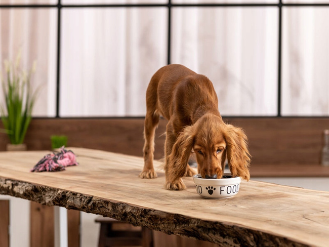 Brit By Nature Fillets in Gravy 48 x 85g Mix mokra karma dla psa