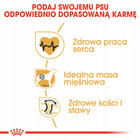 ROYAL CANIN Rottweiler Adult karma sucha dla psów dorosłych 12 kg