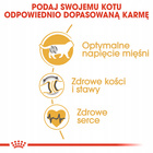 ROYAL CANIN British Shorthair karma sucha dla kotów dorosłych 10 kg