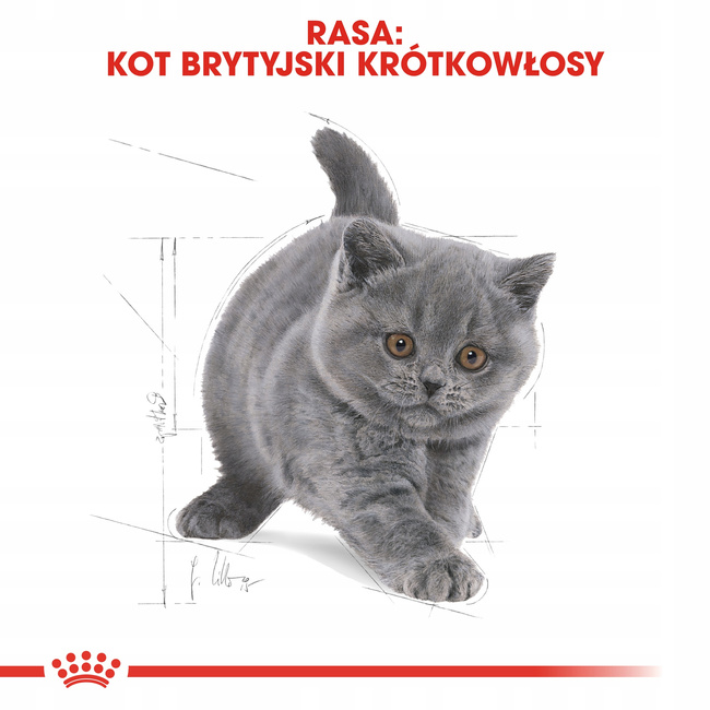 ROYAL CANIN British Shorthair Kitten karma sucha dla kociąt 0,4 kg