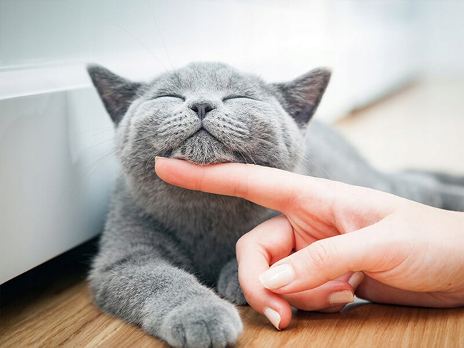 BRIT CARE KITTEN IMMUNITY Łosoś karma sucha dla kociąt 2 kg bezzbożowa