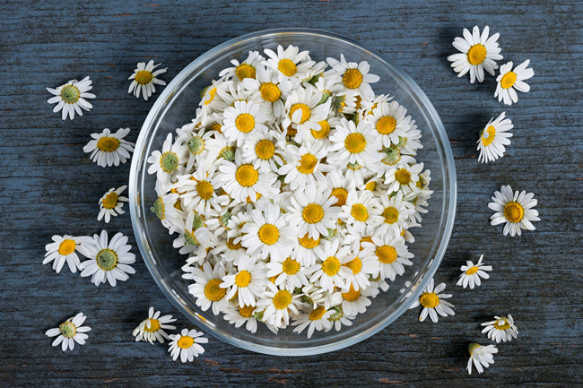 Brit Dental Stick 251g Teeth & Gums przysmak z rumiankiem dla psa