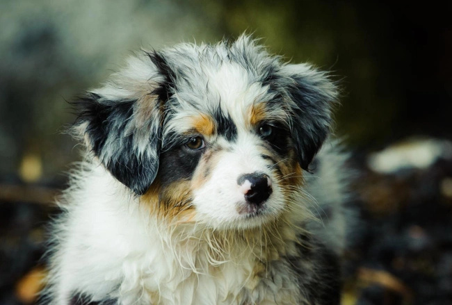 FLIPPER Mokra karma dla psa Dolina Noteci Wołowina Drób 400g