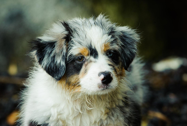 FLIPPER Mokra karma dla psa Dolina Noteci Wołowina Drób 24 x 400g