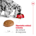 ROYAL CANIN Medium Adult 7+ karma sucha dla psów dojrzałych 15 kg