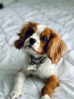 GRANDORF DOG karma mokra dla psa Bawół Indyk 400g Bezzbożowa