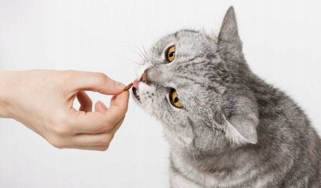 BIOFEED Euphoria Preparat przeciwbiegunkowy dla kota 30ml