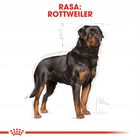 ROYAL CANIN Rottweiler Adult karma sucha dla psów dorosłych 12 kg