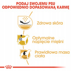 ROYAL CANIN Pug Adult karma sucha dla psów dorosłych rasy mops 1,5 kg