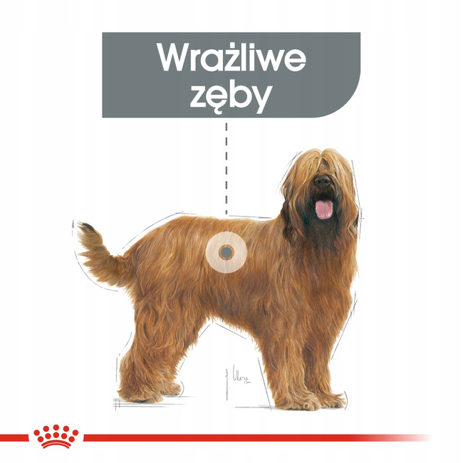 ROYAL CANIN CCN Maxi Dental Care karma sucha dla psów dorosłych 9 kg