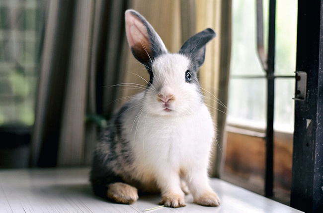 BIOFEED Euphoria Witaminy z grupy B dla gryzoni i królików 30ml