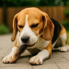 GACZOO 100% Naturalny przysmak dla psa Ucho Królicze z futrem 1 kg gryzak