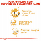 ROYAL CANIN Siamese Adult karma sucha dla kotów dorosłych 2 kg
