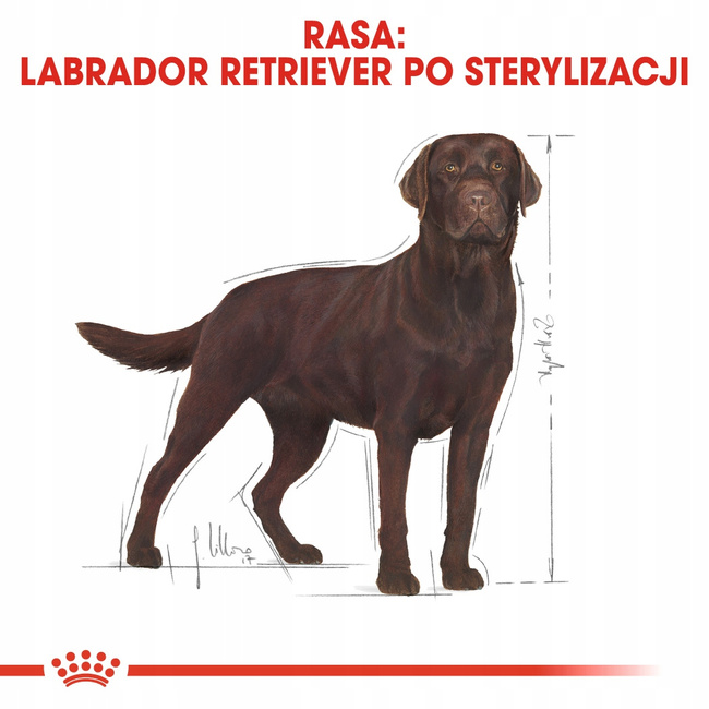 ROYAL CANIN Labrador Retriever Sterilised Adult karma sucha 12 kg