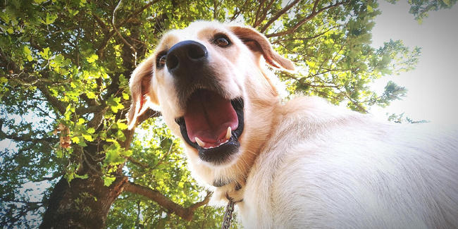 Syta Micha przysmak dla psa Fish Sea Food suszone małże 70g