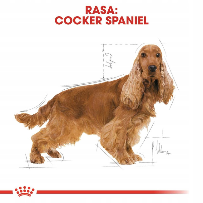 ROYAL CANIN Cocker Spaniel Adult karma sucha dla psów dorosłych 12 kg