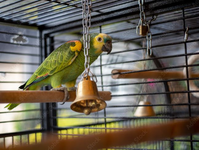 BIOFEED Euphoria Multi-Vitum Multiwitamina dla gryzoni i królików 30ml