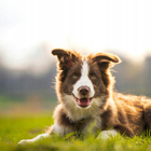 GAME DOG AniFlexi+ V2 Suplement na stawy dla psa 500g