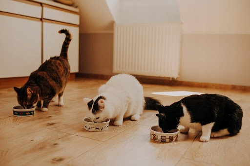 WIEJSKA ZAGRODA Indyk Łosoś karma dla kota sucha 10 kg bezzbożowa