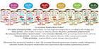 WATAHA Mono Protein Adult karma mokra dla psa Mix Smaków 20 x 800g