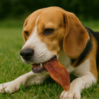 GACZOO 100% Naturalny przysmak dla psa Ucho Królicze bez futra 20 sztuk smakołyk