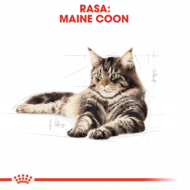 ROYAL CANIN Maine Coon Adult karma sucha dla kotów dorosłych 0,4 kg