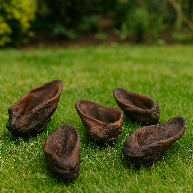 Przysmak dla psa Ucho Dzika bez włosa 10 szt GACZOO naturalny gryzak