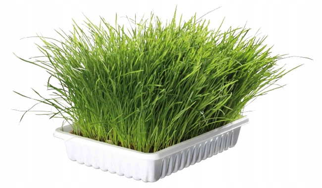 TRIXIE TRAWA DLA KOTA W POJEMNIKU 100G