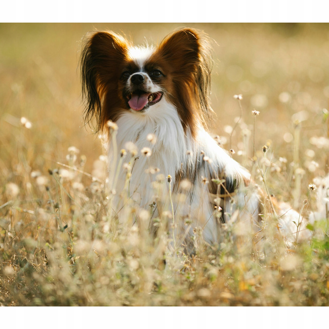 GAME DOG AniFlexi HA MINI suplement na stawy dla psów małych ras 120 tab