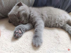 Animonda Vom Feinsten Kitten Pate mokra karma dla kociąt 12 x 100g pasta mięsna