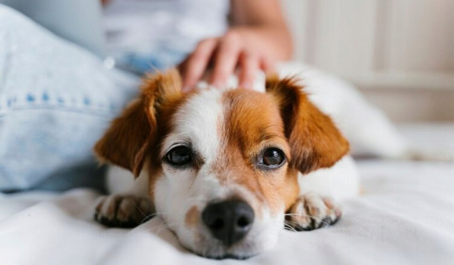 BULT Karma mokra dla psa Wołowina 10 x 500g bezzbożowa zdrowa