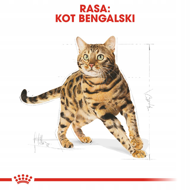 ROYAL CANIN Bengal Adult karma sucha dla kotów dorosłych rasy Bengal 10kg