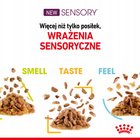 ROYAL CANIN Sensory Smell karma mokra dla kotów dorosłych 12 x 85 g