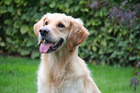 PERRO Gourmet Karma mokra dla psa Dzik z pasternakiem 400g