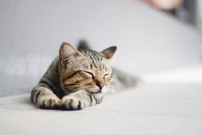 FRENDI kawałki w galaretce karma mokra dla kota mięsno-rybne smaki 48x 100g