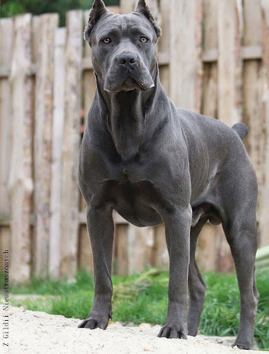 ANIMONDA GranCarno Sensitive karma mokra dla psa Kurczak Ryż 400g